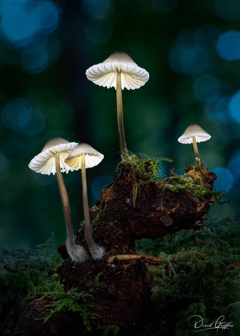 Mushrooms Photography, Dreamy Forest, Mushroom Wallpaper, Mushroom Pictures, Pretty Nature, Mushroom Fungi, Tiny World, Mushroom Decor, Mushroom Art