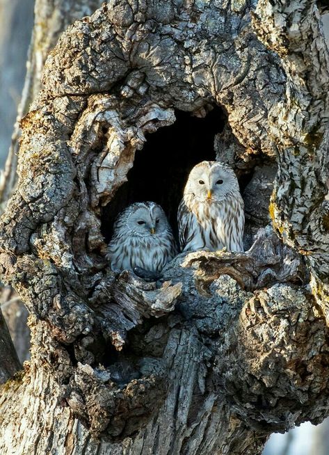 Baby Barn Owl, Owl Nest, Beautiful Owls, Owl Photography, Owl Tattoo Design, Owl Photos, Owl Party, Most Beautiful Birds, Beautiful Owl