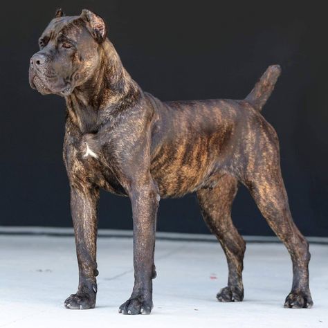 Cana Corso, Cane Corso Kennel, Mastiff Breeds, Bully Breeds Dogs, Big Dog Breeds, Cane Corso Dog, Corso Dog, Rare Dogs, Dog Area