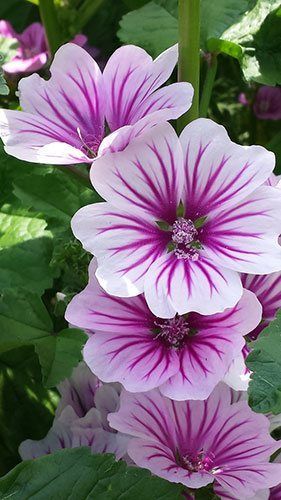 Floral Reference Photos For Artists, Most Beautiful Flowers Photography, Malva Zebrina, Malva Sylvestris, Winter Sewing, Giant Flowers, Spring Blossom, Vibrant Flower, Exotic Flowers