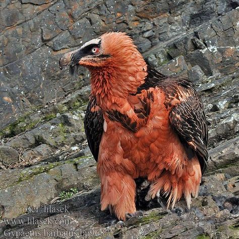 Noxus League Of Legends, Real Dragon, Bearded Vulture, Dragon Bird, Prey Animals, Tattoo Nature, Animals Tattoo, Wallpaper Aesthetics, Bird Of Prey