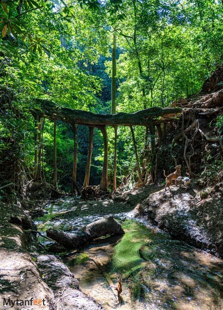 Monteverde ficus root bridge Root Bridge, Costa Rico, Cost Rica, Monteverde Costa Rica, Costa Rica With Kids, Living In Costa Rica, Costa Rica Beaches, Visit Costa Rica, Tree Root