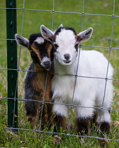 Mini Goats, Baby Farm Animals, Baby Goat, Cute Goats, Dairy Goats, Baby Animals Pictures, Baby Goats, Cute Animals Images, Goat Milk Soap