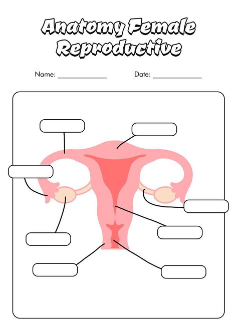 Reproductive System Activities, Reproductive System Worksheet, Anatomy Worksheets, Anatomical Position, Female Reproductive System Anatomy, Anatomy Female, Brain Diagram, Sensory Words, Cbt Worksheets