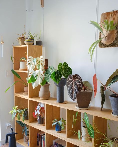 Benji Le (@benji_plant) • Instagram photos and videos Benji Plant Room, Benji Plant, Benji Plant House, 70s Plants Interior, Room Plants Aesthetic Indie, Plant Display Ideas, Room With Plants, Interior Inspo, Indoor Planters