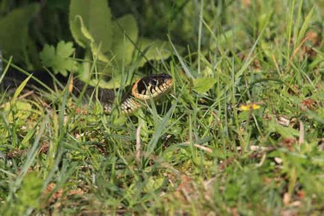 Snakes prey on rodents and insects and are a vital part of the ecosystem. But for many homeowners, snakes are not welcome in the yard. Some snakes will bite, and bites can be harmful. So, it's understandable to want to know how to keep snakes out of your yard. The best way to keep snakes out of your yard is to use a combination of techniques, from ... Rodents, Ecosystem, Snakes, Insects, Yard