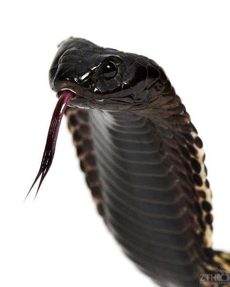 Zac Herr on Instagram: “Always cool to learn a snake has a multi-colored tongue from a photo. Wouldn’t catch it with the naked eye but at around 1/200th of a…” Snake With Tongue Out, Snake Tongue, A Snake, Multi Colored, To Learn, A Photo, Photo And Video, Tumblr, Animals