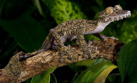 Leaf Tailed Gecko - Photo by David Northcott (http://www.natureslensphoto.com/index.php#mi=2&pt=1&pi=10000&s=8&p=1&a=0&at=0) Leaf Tailed Gecko, Satanic Leaf Tailed Gecko, Explore Nature, Picture Library, Gecko, Strike A Pose, Amphibians, Madagascar, Reptiles