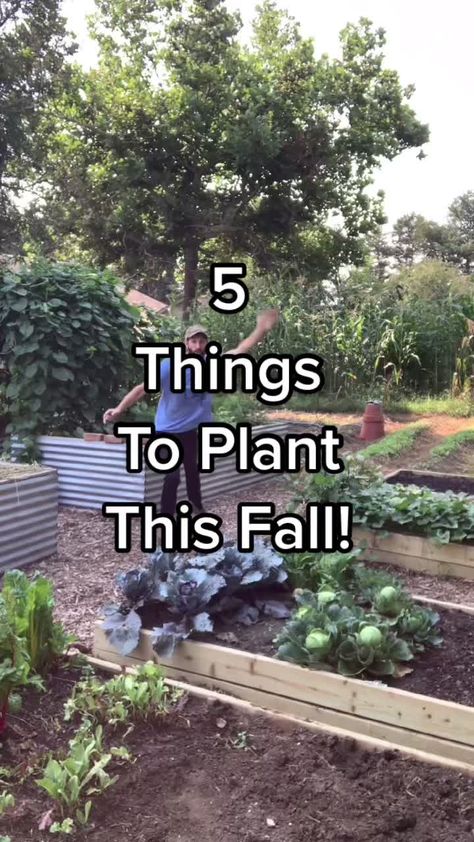 Fall Garden Plants, Fall Garden Planting, Landscaping Simple, Vegetable Garden Diy, Indoor Vegetable Gardening, Fall Garden Vegetables, Backyard Vegetable Gardens, Growing Plants Indoors, Fall Garden