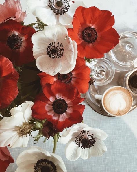 Fleur Aesthetic, Anemone, Red And White, Vase, Coffee, Flowers, Red, White