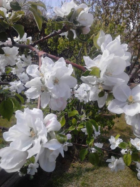 Apple Blossom Aesthetic, White Flower Asthetics Photos, White Camellia Aesthetic, White Azaleas Aesthetic, White Azalea, Apple Flowers, Azalea Flower, Food Writing, Apple Blossom