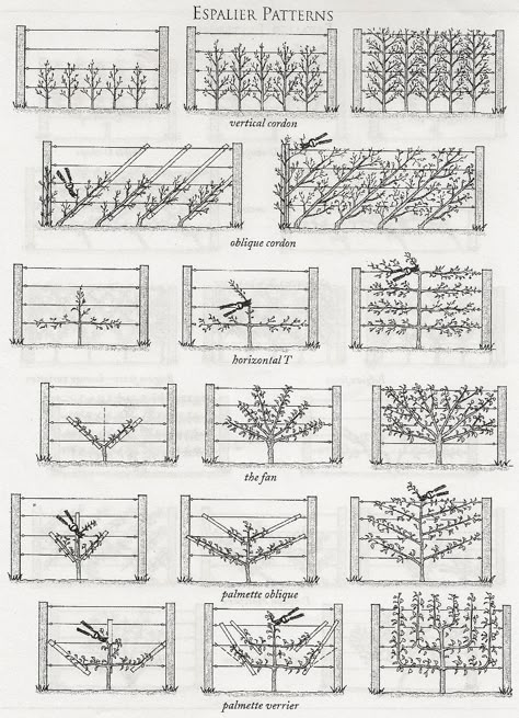 Espalier it’s a system of growing dwarf fruit trees on espaliers where they are grown in an intensive way and can be easily covered by netting when needed. It’s not an original system, in fact, in Europe because shortage of suitable land and it’s high cost many, or most orchards are now being grown in this manner. Fruit Tree Espalier, Fruit Orchard Design, Cordon Fruit Trees, Espalier Orchard, Espalier Fruit Trees Fence, Espalier Apple Tree, Espellier Fruit Tree, Esplanier Fruit Trees, Espalier Trees