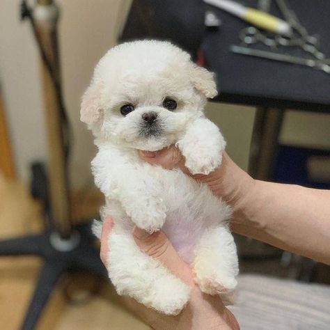 Toy Poodle Puppy Cut, Poodle Puppy Black, Poodle Puppy Cut, Poodle Puppy White, Miniature Poodle Puppies, Toy Poodles For Sale, Teddy Bear Poodle, Mini Poodle Puppy, Puppies Poodle