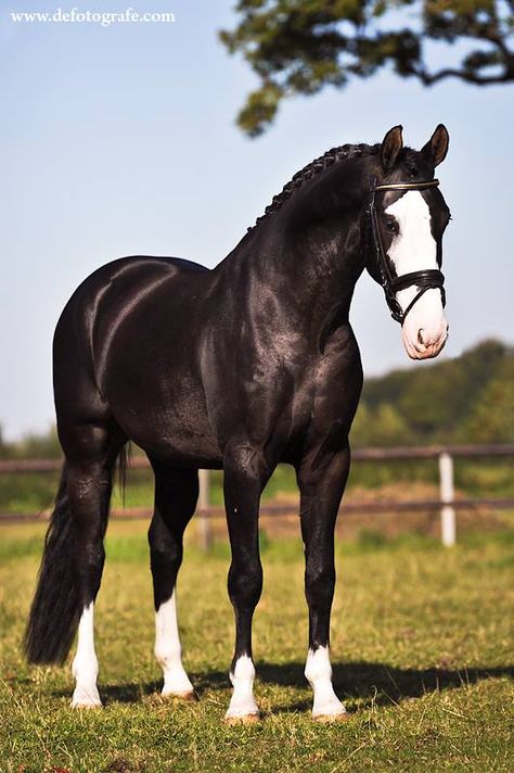 Love the white markings! Horse Markings, Beautiful Horse Pictures, Black Horses, Most Beautiful Horses, Most Beautiful Animals, Majestic Horse, Horse World, All The Pretty Horses, Cute Horses