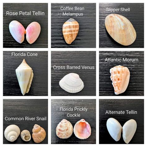 Seashell Identification, Rocks And Fossils, Shell Beach, Marine Animals, Shell Crafts, Beach Glass, Fossil, Sea Shells, Shells