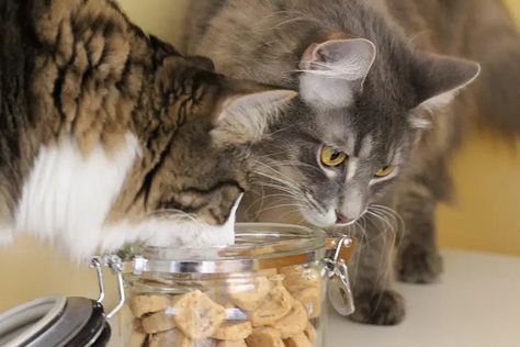 Bake your cat these delicious homemade tuna and catnip treats. Easy to make, this cat treat recipe includes tuna and 4 other ingredients. Homemade Cat Treats Recipes, Cat Baking, Homemade Cat Treats, Kitty Treats, Catnip Treats, Homemade Cat Food, Cats Toys, Animal Fun, Cat Info