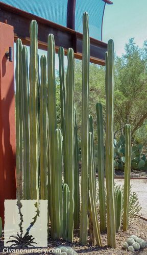 Mexican Fence Post — This fast-growing cactus makes a strong, vertical statement wherever it resides and is often a focal point of the landscape. Its long, low-branching canes… Arizona Fence Ideas, Mexican Fence Post Cactus, Fence Post Cactus, Tall Cactus Plants, Mexican Fence Post, Cactus Garden Design, Growing Cactus, Tall Cactus, Arizona Backyard