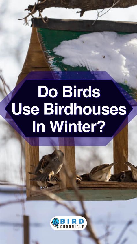 In wintertime, most animals hibernate. Some birds don't do, but they still need a place to live in. Winter Bird Shelter, Bird Shelters For Winter, Winter Bird Feeders, Birds Feeder, Backyard Habitat, Heated Bird Bath, British Christmas, Bird Facts, Bird Types