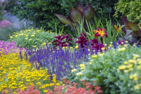 salvias Reblooming Daylilies, Shade Landscaping, Perennial Border, Meteor Garden 2018, Magic Garden, Garden Route, Flower Spike, Blooming Plants, Easy Plants