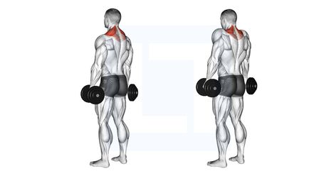 Shrugs Workout, Dumbbell Shrugs, Traps Workout, Neck And Shoulder Pain, Improve Posture, Dumbbell Workout, Back Exercises, Shoulder Pain, Muscle Groups