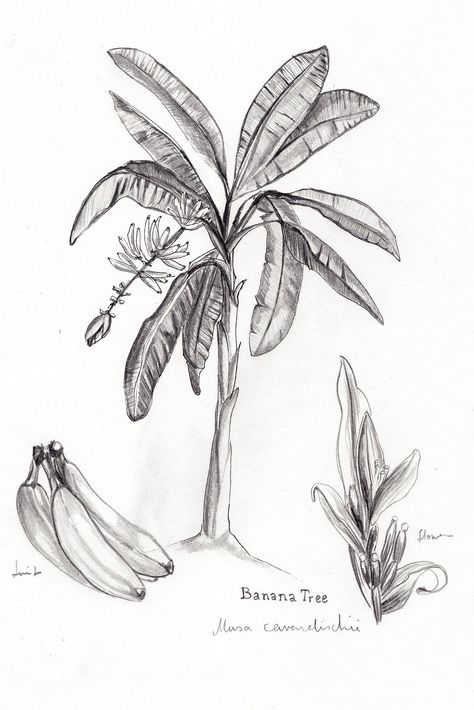 Tropical Tree Tattoo, Banana Plant Tattoo, Banana Leaves Tattoo, Banana Tree Tattoo, Banana Leaf Tattoo, Banana Tree Drawing, Banana Tree Sketch, Banana Tree Watercolor, Banana Palm Tree