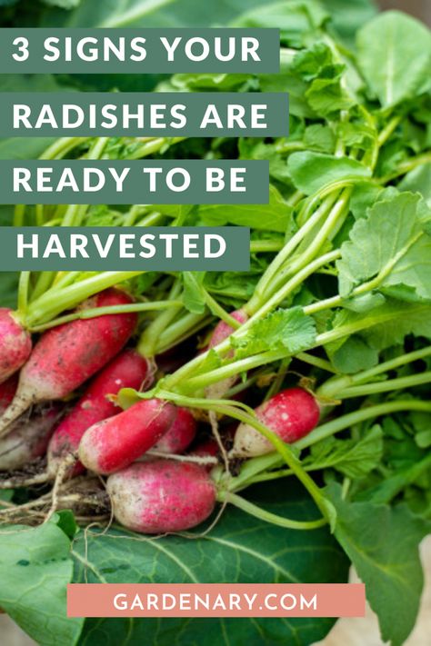 Harvesting Vegetable Garden, How To Grow Radishes, Growing Radishes From Seed, Radish Planting How To Grow, Radish Garden, Radish Growing, Growing Radish, Garden Preservation, Radish Flowers