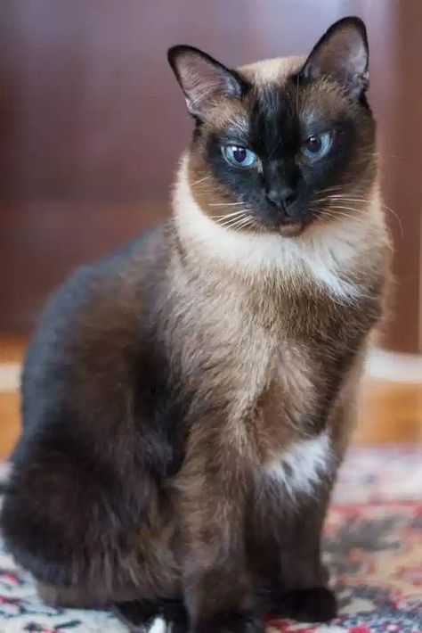 The Seal Point Siamese - All You Need To Know About This Cat Breed 1 Seal Point Cat, Seal Point Siamese, Cat Tattoo Design, Siamese Dream, Cats Tattoo, Asian Cat, Cat Tattoos, Painting Cat, Tattoo Cat