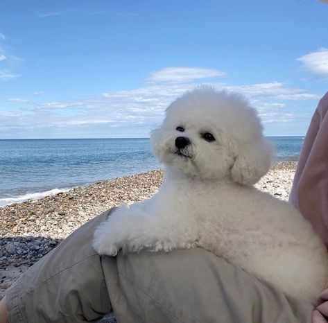 Billie Haircut, Bichon Frise Wallpaper, Bichon Frise Aesthetic, Maltipoo Dog, Cute Bulldog Puppies, Bichon Frise Puppy, Cute Teacup Puppies, Puppy Photography, White Poodle