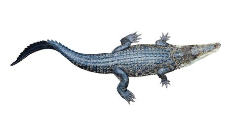 Top view of Saltwater crocodile. (Crocodylus porosus), isolated on white backgro , #AFFILIATE, #Saltwater, #crocodile, #Top, #view, #Crocodylus #ad Crocodile Photography, View Tattoo, Saltwater Crocodile, Crocodiles, Birds Eye View, Birds Eye, Top View, Amphibians, Art Sketches