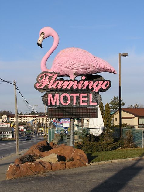 Flamingo Motel Retro Signage, Motel Sign, Bank Of America Stadium, Vintage Neon Signs, Wisconsin Dells, Retro Sign, Pink Bird, Roadside Attractions, Old Signs