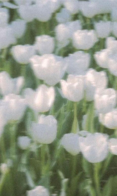 White Tulips, White Flowers, Tulips, Flowers, Green, Pins, White