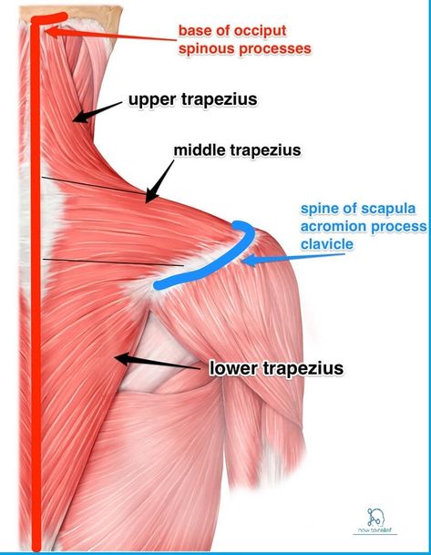 Trapezius Muscle: The trapezius is a broad, flat and triangular muscle. Trapezius a large muscle consisting of three parts covering upper Trapizeus Muscle, Neck Muscle Anatomy, Trapezius Muscle, Traps Muscle, Muscular System Anatomy, Muscle Diagram, Human Muscle Anatomy, Muscles Of The Neck, Massage Business