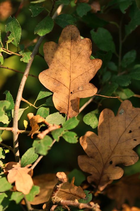 Green and Brown Leaves in Close Up Photography · Free Stock Photo Close Ups Photography, Green And Brown Aesthetic, Autumn Nostalgia, Leaf Photo, Leaf Photography, Inspiration Nature, Brown Leaves, Leaf Images, Board Inspiration