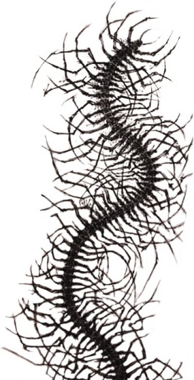 Centipede Tattoo Outline, Frutiger Metro Tattoo, Creepy Centipede Tattoo, Centipede Woman, Centipede Back Tattoo, Centipede Spine Tattoo, Centipede Wallpaper, Centipede Aesthetic, Centipede Tattoo Design