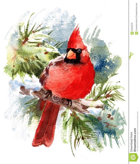 Cardinal Bird Watercolor Winter Illustration Hand Drawn - Download From Over 54 Million High Quality Stock Photos, Images, Vectors. Sign up for FREE today. Image: 63225679 Watercolor Cardinal, Cardinal Birds Art, Cardinal Winter, Cardinal Watercolor, Cardinal Painting, Christmas Hand Painted, Red Cardinal Bird, Bird Watercolor Paintings, Watercolor Winter