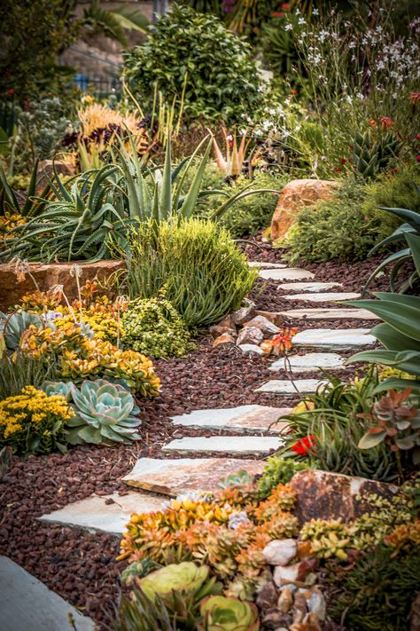 Carlsbad — Laura Eubanks Arizona Landscaping Ideas, Laura Eubanks, California Landscaping, Xeriscape Front Yard, Succulent Landscape, Succulent Garden Landscape, Mediterranean Gardens, Succulent Landscape Design, Succulent Landscaping