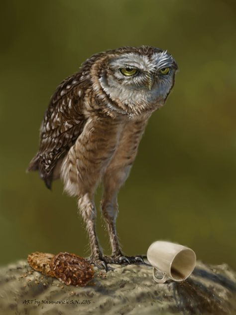 Owl Legs, Mr Grumpy, Cute Owls, Funny Owls, Small Owl, Owl Photos, Owl Pictures, Animale Rare, Funny Birds