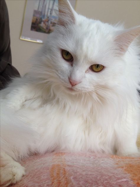 This is Snowey :) she's a white and fluffy turkish Angora cat! Beautiful yellow eyes White Cat Brown Eyes, White Cat With Yellow Eyes, Cats Siamese, Angora Cat, Turkish Angora Cat, Cats And Cucumbers, Cat Beautiful, Angora Cats, Animal Halloween Costumes