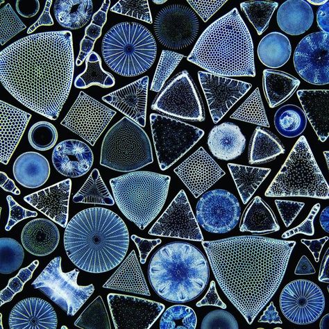 Moss Under Microscope, Diatoms Art, Diatom Tattoo, Bacteria Under Microscope, Macro Insect Photography, Macro Photography Insects, Micro Organisms, Microscopic Organisms, Microscopic Photography