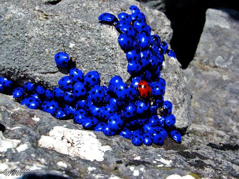 ladybugs Blue Ladybug, Types Of Bugs, Mini Animals, Color Wonder, Crazy Art, Colour Splash, Cool Bugs, Garden Animals, Lady Bugs