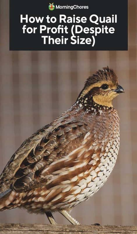 How to Raise Quail for Profit Despite Their Size Quail Breeds, Raise Quail, Quail Coop, Sustainable Homestead, Raising Quail, Raising Farm Animals, Chicken Tractors, Home Decor Diy Crafts, Urban Chickens