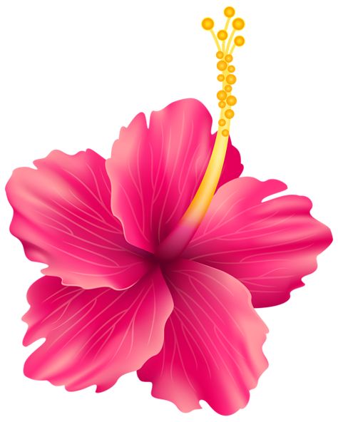 ® Gifs y Fondos Paz enla Tormenta ®: IMÁGENES DE FLORES VARIADAS GIGANTES Tropisk Fest, Lila Party, Flower Clipart Png, Fiesta Tropical, China Rose, Tropical Flower, Hawaiian Flowers, Tropical Art, Flower Clipart