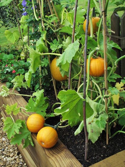 Tackle the impossible by growing pumpkins in containers. Learn the ins and outs of raising your own pumpkin crop in pots from HGTV. Pumpkins In Containers, Pumpkin Trellis, Grow Pumpkins, Pumpkin Varieties, Planting Pumpkins, Pumpkin Garden, Vegetable Garden Tips, Pie Pumpkin, Hgtv Garden