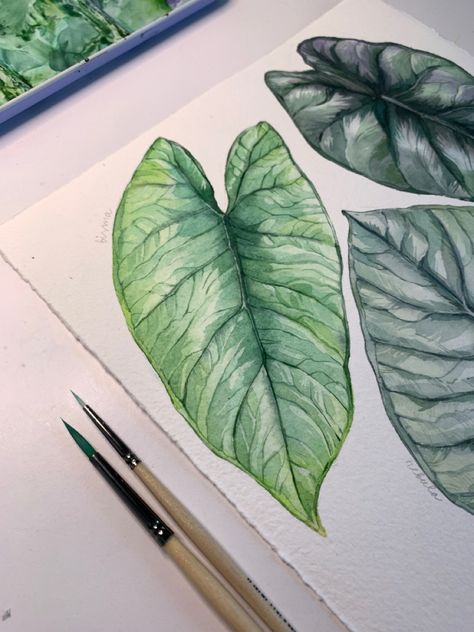 Alocasia Bisma This species is not fully described as far as I know, but I still wanted to add it to my chart because of its gorgeous minty color. Synonym: Alocasia ‘Platinum’ Do you know this species? Or maybe you have one yourself? Materials Paper: @archespapers Watercolor: @royaltalens.eu - Van Gogh Brushes: calligraphy goat brush, @roman_szmal_art Silver Pearl 4; Silver Pearl 0 . . . . . #alocasia #alocasiabisma #watercolor #watercolorbotanicals #houseplantsofinstagram #aroidaddicts Alocasia Bisma, Alocasia Platinum, Ceramica Ideas, Plant Illustrations, Gouache Illustrations, Plant Parent, Flowers Illustration, Watercolor Plants, Perfect Plants