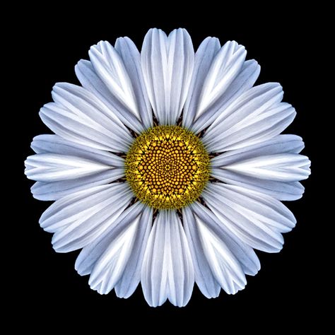 Daisy Mandala <3 David J, White Daisy, Flower Mandala, Daisy, White, Black, Color, Art