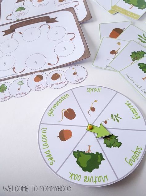 Montessori Inspired: Oak tree life cycle activities and printables by Welcome to Mommyhood #montessoriprintables, #montessori, #preschoolactivities, #preschool Outdoor Education Activities, Life Cycle Activities, Tree Life Cycle, Science Life Cycles, Life Cycle Craft, Montessori Science, Montessori Printables, Life Cycles Activities, Tree Project