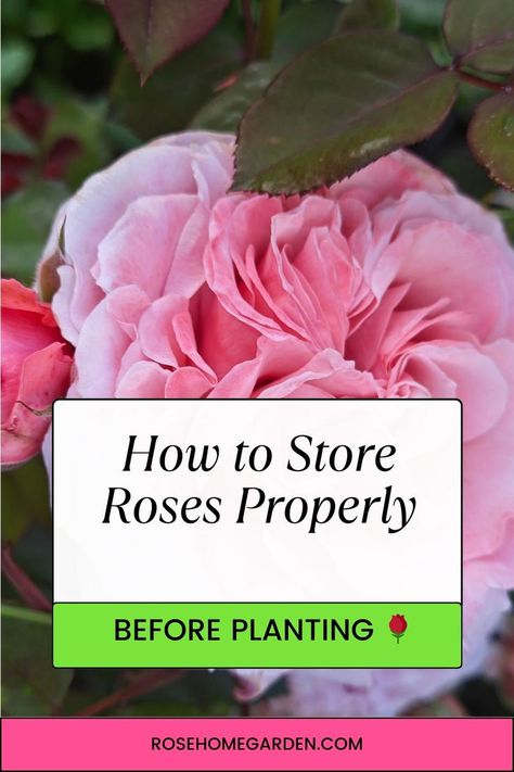 how to store roses Flower Care, Planting Roses, Gardening Advice, Winter Flowers, Plant Care, Beautiful Gardens, Planting, Roses, Plants