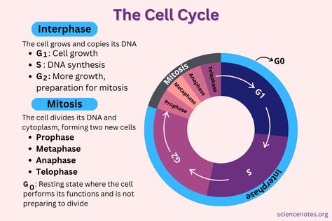 Cell Cycle Phases and Checkpoints Cell Cycle And Cell Division Notes, Cell Cycle Notes, Cell Cycle Diagram, G1 Phase, Cell Analogy, The Cell Cycle, Biology Jokes, Cycle Phases, Learn Biology