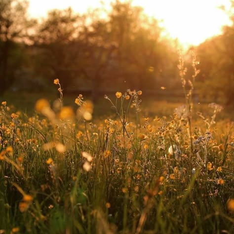 Golden Nature Aesthetic, Golden Forest Aesthetic, Sunny Nature Aesthetic, Sunlight Through Trees Aesthetic, Warm Nature Aesthetic, Forest Sunset Aesthetic, Golden Sunlight Aesthetic, Golden Goddess Aesthetic, Flowers In Sunlight