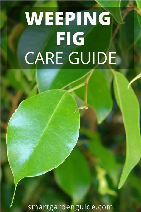 Ficus Tree Indoor, Weeping Fig Tree, Weeping Fig, Ficus Benjamina, Fig Trees, Plant Care Houseplant, Ficus Tree, Indoor Trees, Smart Garden